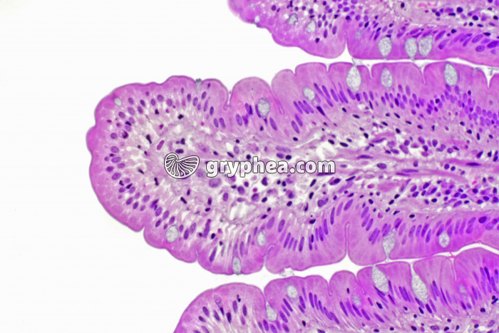 Muqueuse intestinale x100 - gryphea.org